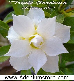 (image for) New Rare Adenium \'Triple Gardenia Aromatic\' 5 Seeds